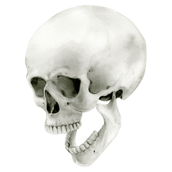 Illustration of a human skull with its jaw dropped, screaming. Watercolor Halloween decor, vintage mystical decor. Vintage cranium in profile. Anatomical detailed drawing bone on a white background. png