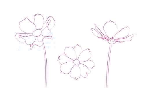 Hand drawn continuous line drawing of cosmos flowers. illustration. vector