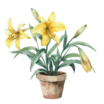A watercolor illustration of an Alcatraz lily in a pot png