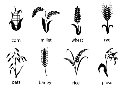 Icon set of cereals with rice, rye, wheat, corn, oats, barley, millet. The concept of marking organic products, agriculture, grain, bakery products, healthy food. vector