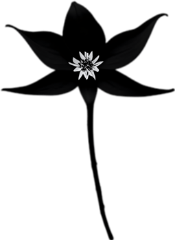 AI generated Nightshade Flowers, Close-up painting of Nightshade Flowers. png