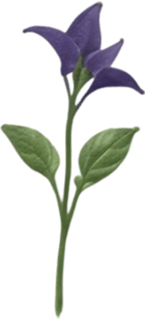 AI generated Nightshade Flowers, Close-up painting of Nightshade Flowers. png