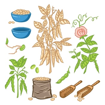 Soybean or pea plant color set, cartoon style illustration vector