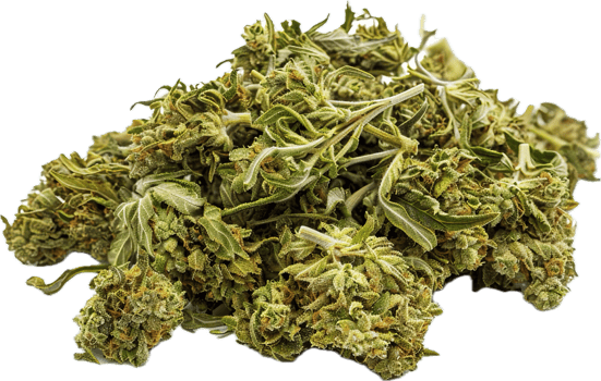 AI generated Harvested Cannabis Buds with Leaves png