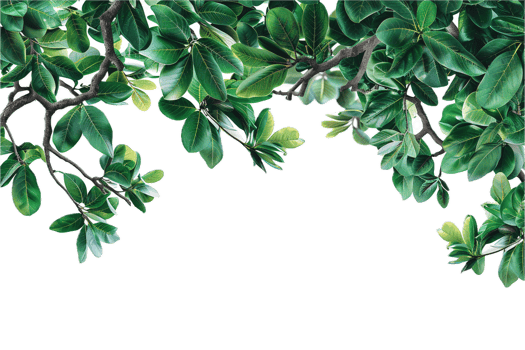 AI generated Lush Green Leaves Frame png