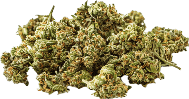 AI generated Harvested Cannabis Buds with Leaves png