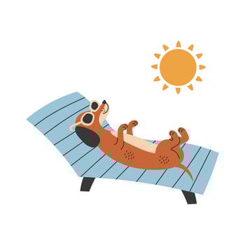 Dachshund dog in sunglasses sunbathing lying on sun lounger vector