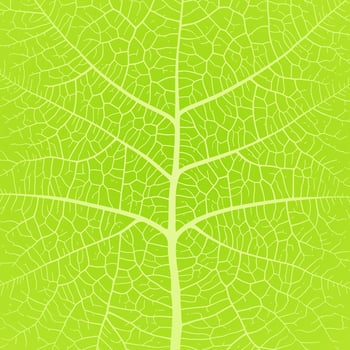 Leaf vein texture abstract background with close up plant leaf cells ornament texture pattern. vector