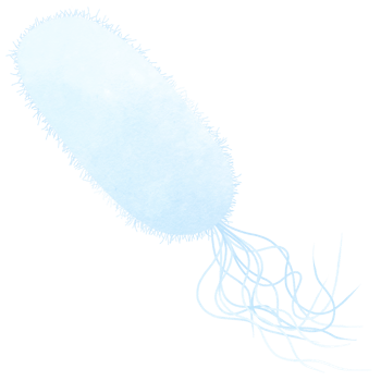 Flagellate Rods Bacteria. Different types of bacteria. png