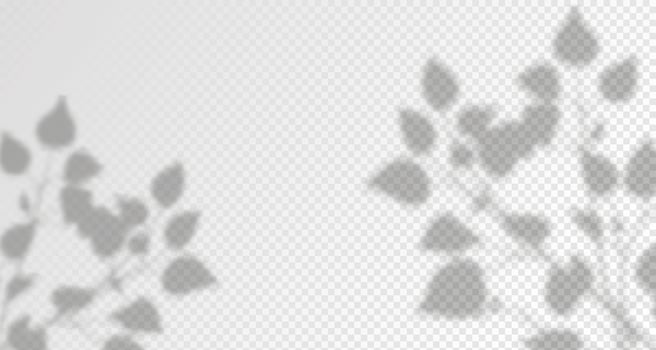 Glare from the sun's rays on the wall. Blurred shadows from leaves and plants in the room. Soft overlay of natural light. Abstract background for product presentation.Natural light layout. vector
