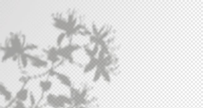 Glare from the sun's rays on the wall. Blurred shadows from leaves and plants in the room. Soft overlay of natural light. Abstract background for product presentation.Natural light layout. vector