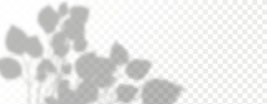 Glare from the sun's rays on the wall. Blurred shadows from leaves and plants in the room. Soft overlay of natural light. Abstract background for product presentation.Natural light layout. vector