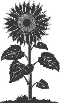 Silhouette sunflower flower in the ground black color only vector