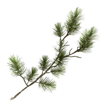Pine Tree on Transparent background png
