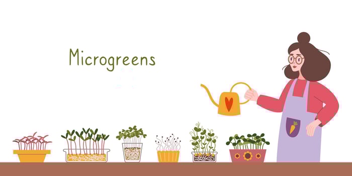 Woman watering Microgreens at her Indoor kitchen garden, cartoon style. Cozy activity, gardening hobby. Trendy modern isolated illustration, hand drawn, flat vector