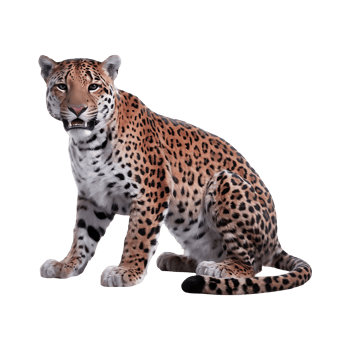 Jaguar leopard wildcat clipart isolated on transparent background png
