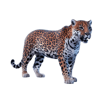 Jaguar leopard wildcat clipart isolated on transparent background png