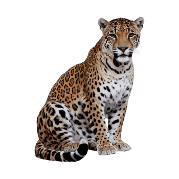 Jaguar leopard wildcat clipart isolated on transparent background png