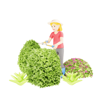 3D Illustration of Woman Gardening, Maintaining Boxwood Garden png