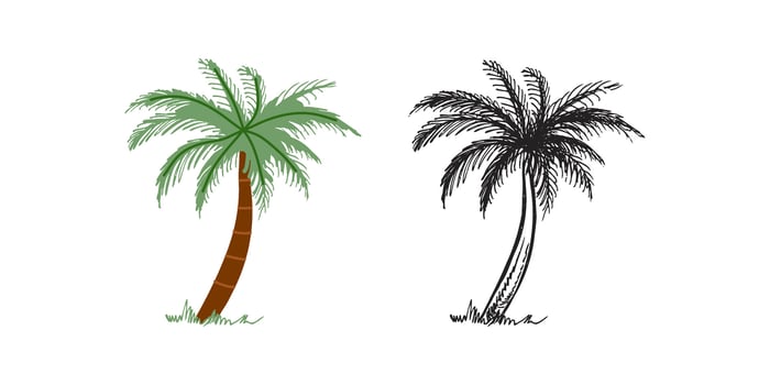 Cute hand drawn palm tree. Flat and outline black illustration isolated on white background. Doodle drawing. vector
