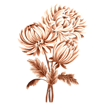 Chrysanthemum flower bouquet watercolor, monochrome, isolated on white background. Hand drawn botanical illustration brown color. Vintage floral drawing template for wallpaper, textile, scrapbooking. png