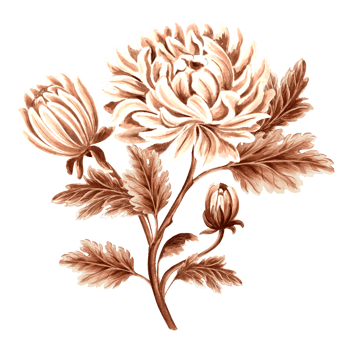 Flower chrysanthemum with leaves and bud in watercolor, monochrome, isolated. Hand drawn botanical illustration in brown color. Vintage floral drawing template for wallpaper, textile, scrapbooking. png