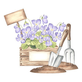 Violet flowers in crate with sign, butterfly, trowel and rake in soil. Gardening tools, supplies. Hand drawn watercolor illustration pansy, isolated composition. Template for card, packaging, sticker. png