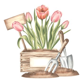 Tulip pink flowers in crate with sign, trowel and rake in soil. Gardening tools and supplies. Hand drawn watercolor illustration, spring isolated composition. Template for card, packaging, sticker. png