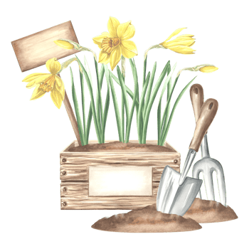 Daffodil flowers in crate with sign, butterfly, trowel and rake in soil. Gardening tools and supplies. Hand drawn watercolor illustration, isolated composition. Template for card, packaging, sticker. png