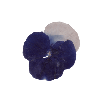 Isolated Pressed and dried Blue Pansy flower. Viola tricolor, viola arvensis, heartsease, violet. Aesthetic scrapbooking Dry plants png