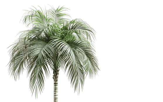 A Caribbean Palm Tree Image on Transparent Background png