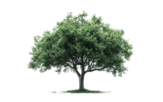 Elegant Hardwood Tree on Transparent Background png