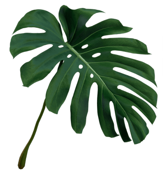 Green leaves of monstera or split-leaf philodendron png