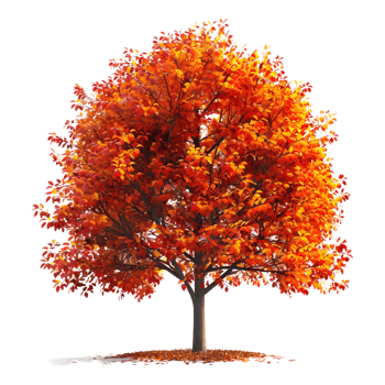3D Rendering of a Autumn Season Tree on Transparent Background png