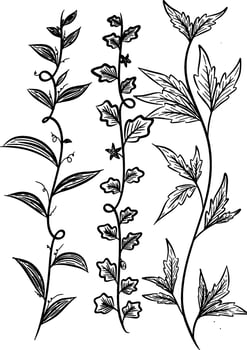 line sketch Ivy branch leaves. Hand drawn illustration vector