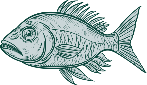 Fish drawing clipart design illustration png