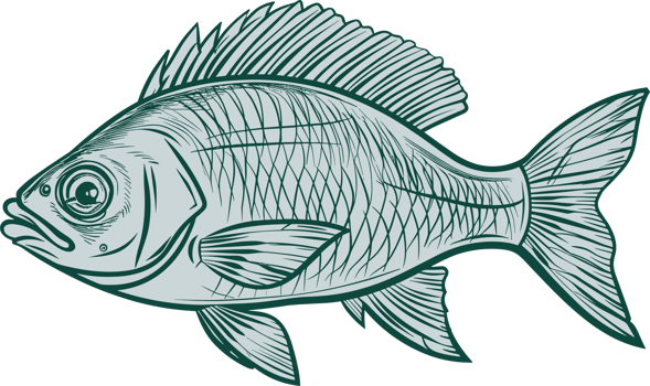Fish drawing clipart design illustration png