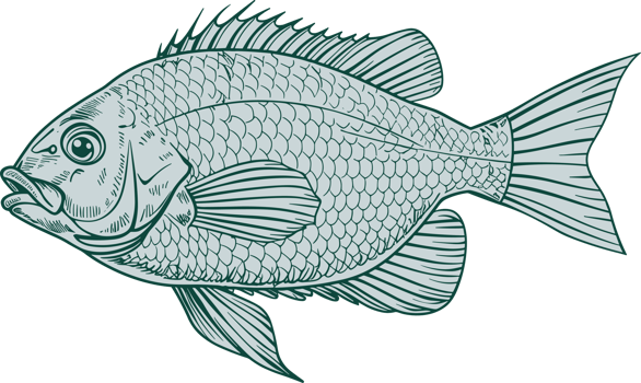 Fish drawing clipart design illustration png