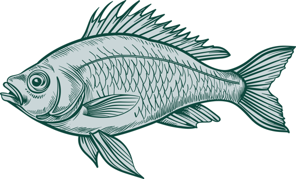 Fish drawing clipart design illustration png