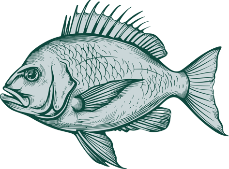 Fish drawing clipart design illustration png