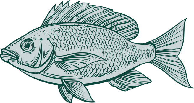 Fish drawing clipart design illustration png