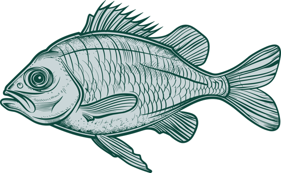 Fish drawing clipart design illustration png