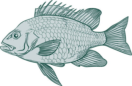 Fish drawing clipart design illustration png