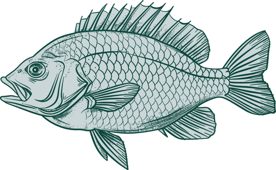 Fish drawing clipart design illustration png