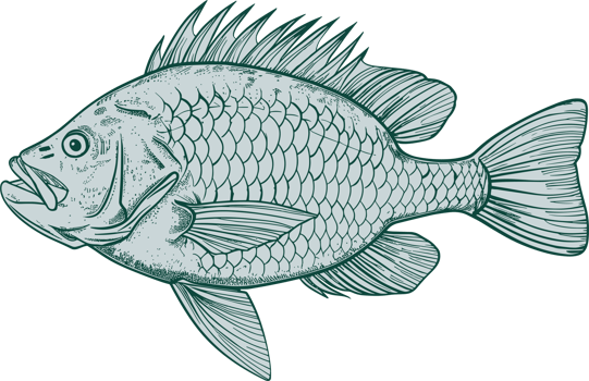 Fish drawing clipart design illustration png