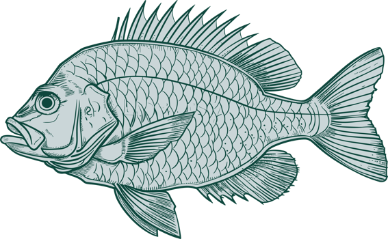Fish drawing clipart design illustration png