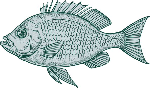 Fish drawing clipart design illustration png