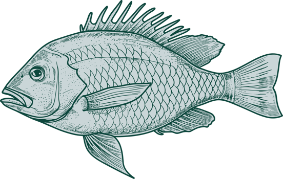 Fish drawing clipart design illustration png
