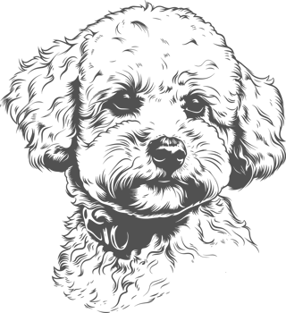 Bichon clipart design illustration png