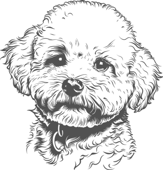 Bichon clipart design illustration png